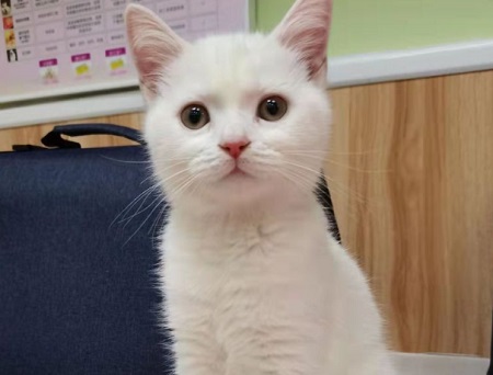 猫老是叫个不停怎么回事？