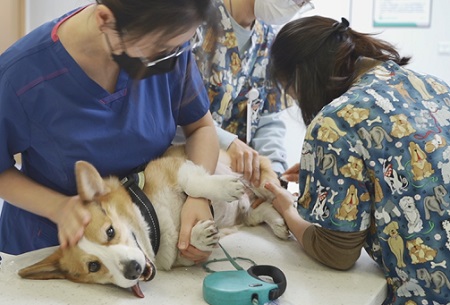 狗狗耳朵里有黑色的脏东西怎么回事？