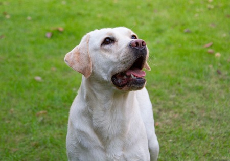 狗狗什么原因会得细小？