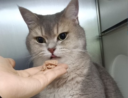 猫咪打完疫苗多久可以洗澡？