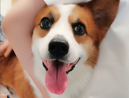 小狗突然不吃饭了，没精神一直趴着