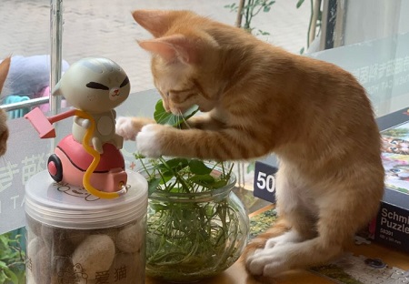 猫一只眼睛流泪是怎么回事？