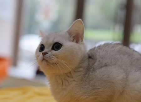 猫咪不吃不喝还呕吐是什么原因？