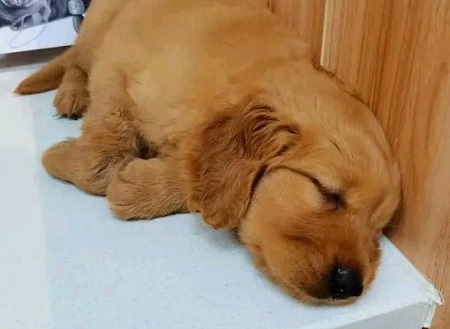 狗狗干呕伴随咔咔声，怎么回事？