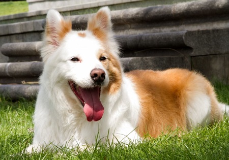 狗狗身上痒一直挠要用什么药？