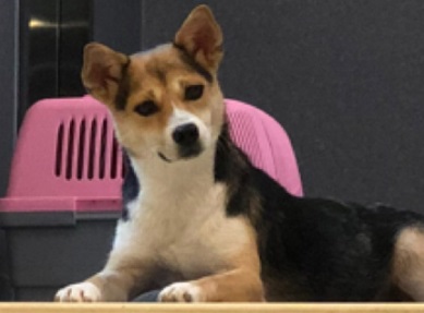 狗狗舔地面是怎么回事？