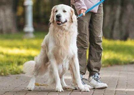 小狗晚上嗷嗷叫唤是什么原因？