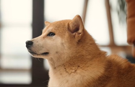 狗狗乳房长了很大肿块还很硬，怎么回事？