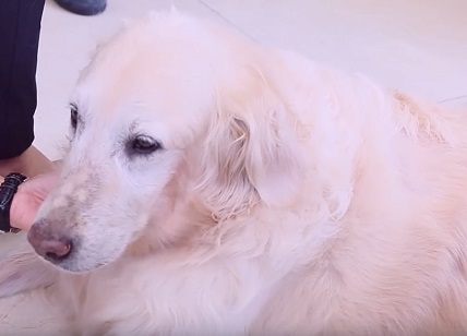 狗狗吐黄水带泡沫是怎么回事？